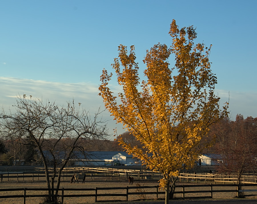 Trident Maple Images