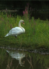 swan 2