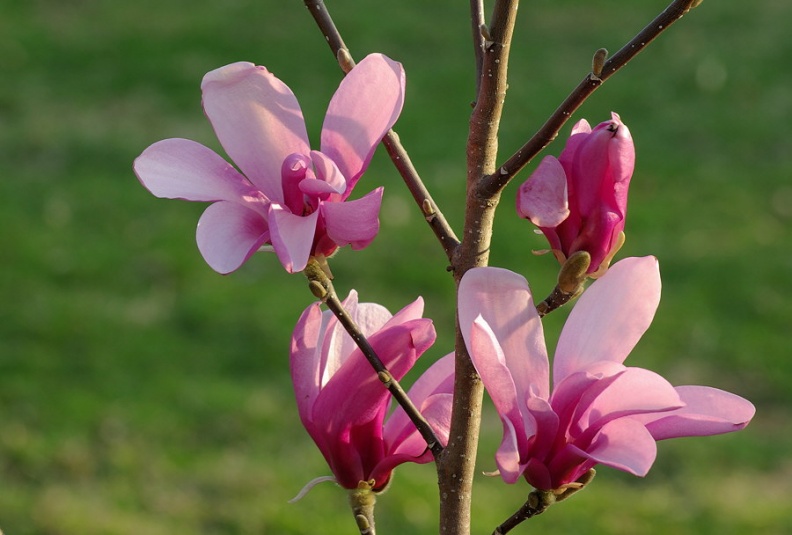 magnolia_anne_2008.jpg