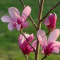 magnolia anne 2008