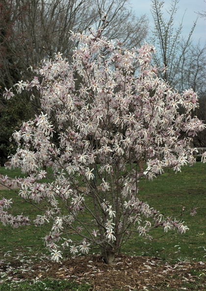 magnolia leonardmessel 2008 1