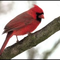 cardinal3 a