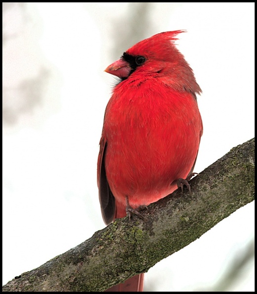 cardinal3_b.jpg