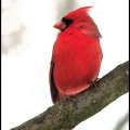 cardinal3_b.jpg