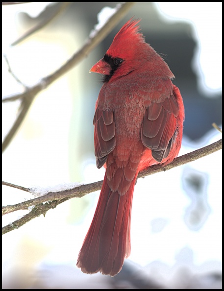 cardinal3_c.jpg