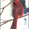 cardinal3_c.jpg