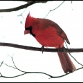cardinal3_fc.jpg
