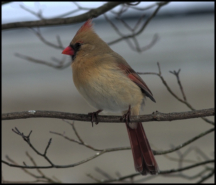 cardinal3 female