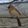 cardinal3_female.jpg