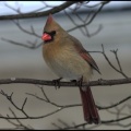 cardinal4 female