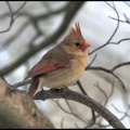 cardinal5 female