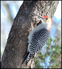 red bellied woodpecker1