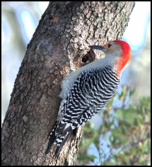 red bellied woodpecker2