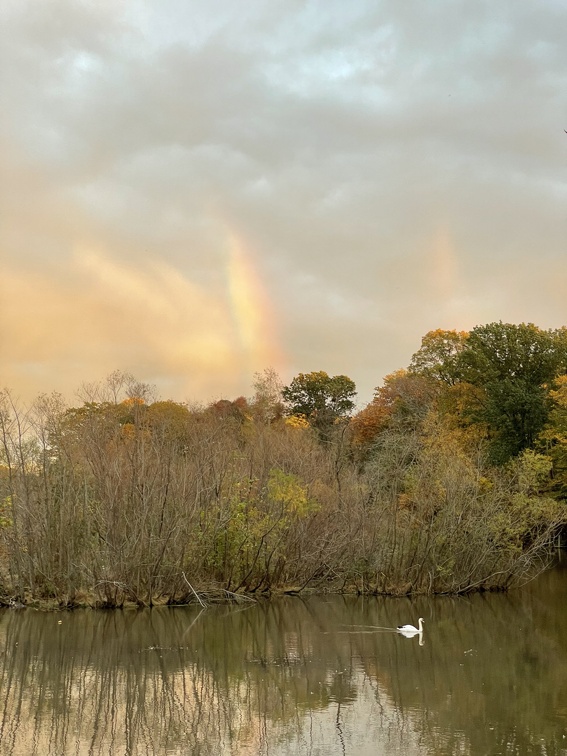 swan in swimming river under rainbow