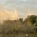 swan in swimming river under rainbow