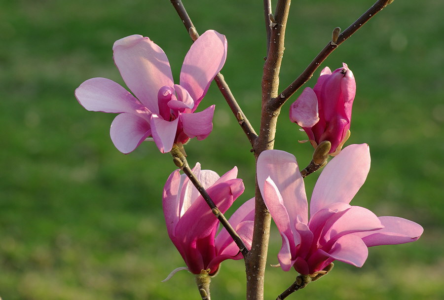 magnolia anne 2008